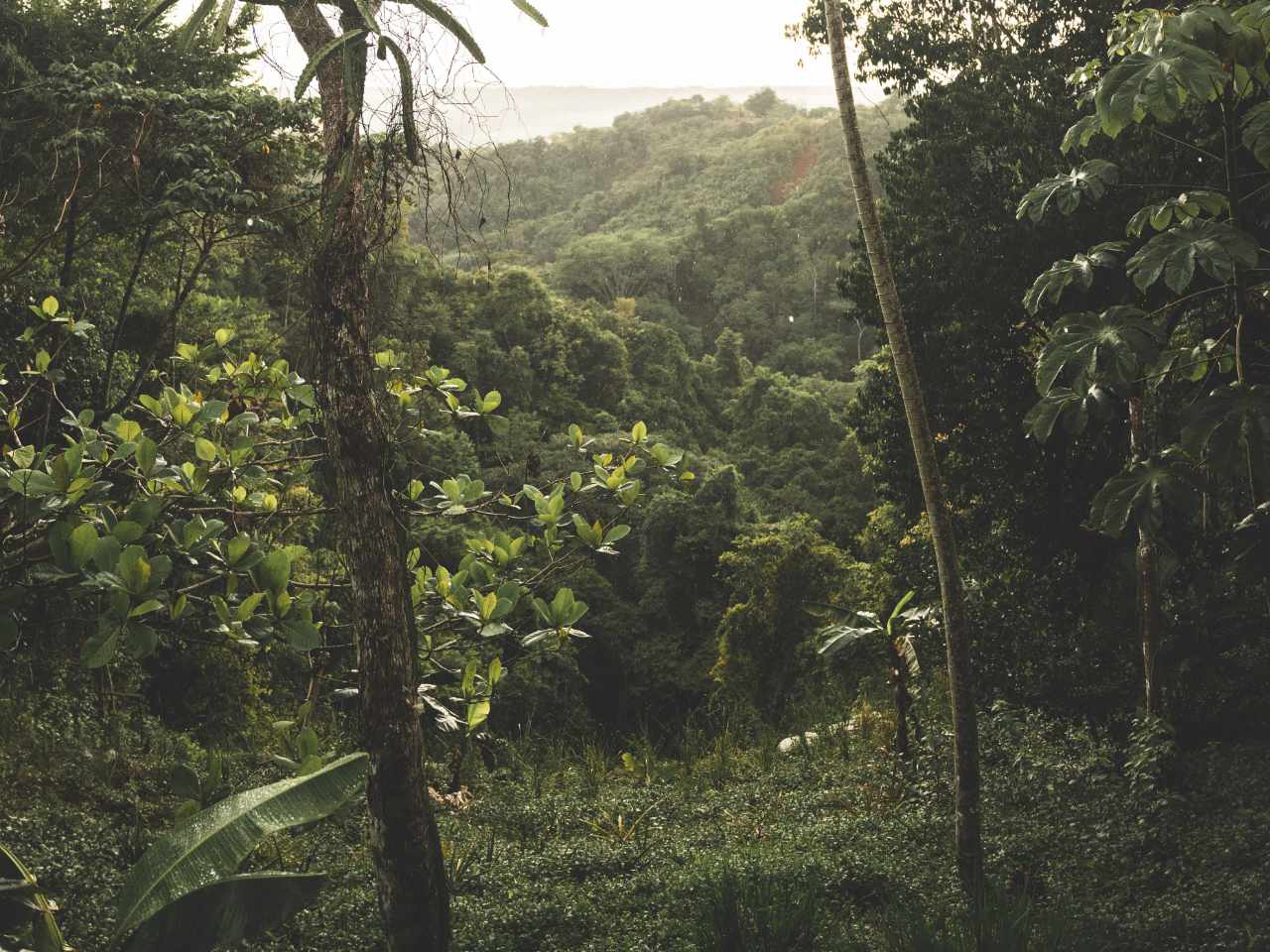 jungle Photo of Costa Rican jungle